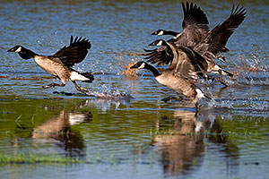 Canadian Geese walking on water at Riparian Preserve