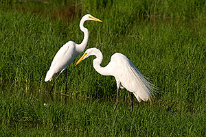 Two Great Egrets at Riparian Preserve