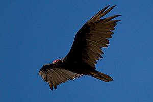 Turkey Vulture at Riparian Preserve