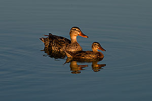 Mallard Ducks [females] mother and daughter at Riparian Preserve