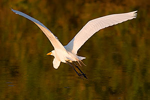 Great Egret in flight at Riparian Preserve