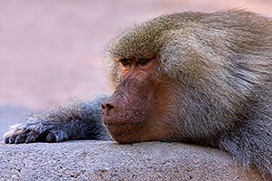 Male Baboon at the Phoenix Zoo