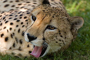 Cheetah looking playful at the Phoenix Zoo