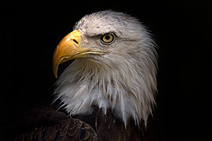 Bald Eagle portrait at the Phoenix Zoo