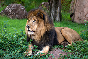 Male Lion at the Phoenix Zoo