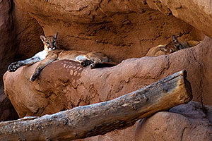 2 Mountain Lions resting at the Phoenix Zoo