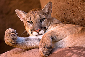 Mountain Lion looking playful at the Phoenix Zoo