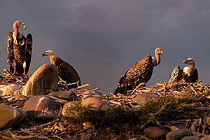 Ruppell`s Griffon Vultures at the Phoenix Zoo