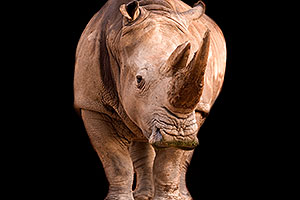 Rhino at Phoenix Zoo