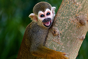 Squirrel Monkey smiling with open mouth at the Phoenix Zoo