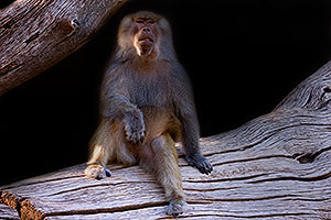 Female Baboon at Phoenix Zoo