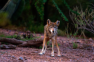 Coyote at the Phoenix Zoo