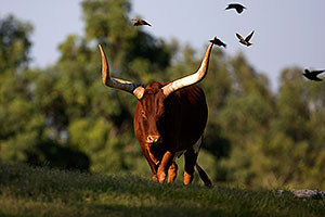 Watusi Cattle at Phoenix Zoo