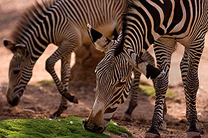 Zebras at the Phoenix Zoo
