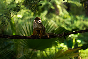 Squirrel Monkey at the Phoenix Zoo