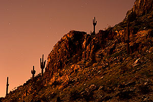 Cactus and stars in the moonlight at Squaw Peak
