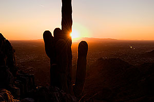 View of Phoenix -- Cactus Sunset at Squaw Peak