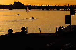 Great Blue Heron watching 2 single scullers at Tempe Town Lake
