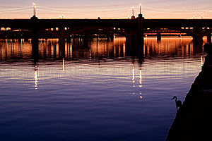 Great Blue Heron fishing at sunset and people on Mill Road bridge over Tempe Town Lake