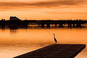 Great Blue Heron at North Bank Boat Ramp at sunset at Tempe Town Lake