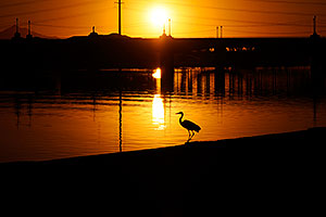 Great Blue Heron at sunset at Tempe Town Lake