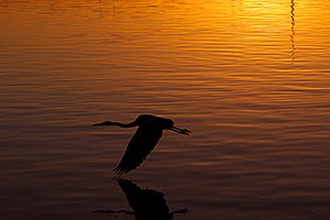 Great Blue Heron flying in sunset at Tempe Town Lake