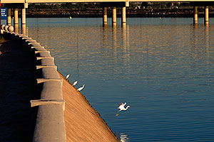 Snowy Egrets at Tempe Town Lake