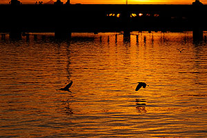 Snowy Egrets flying at sunset at Tempe Town Lake