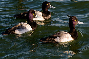 Lesser Scaups (Diving Ducks) [males] at Fountain Hills lake