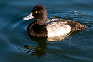 Lesser Scaup (a Diving Duck) [male] at Fountain Hills lake