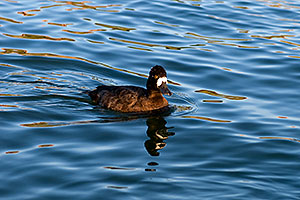 Lesser Scaup (a Diving Duck) [female] at Fountain Hills lake