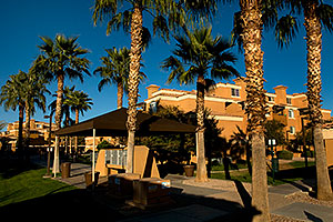 Palm Trees and buildings at Tempe Groves
