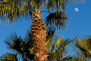 Palm Trees at Kiwanis Park