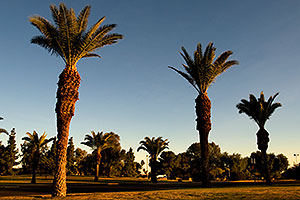 Queen Palm Trees at Kiwanis Park