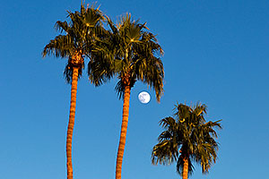Palm Trees and moon at Kiwanis Park