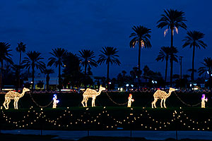 Camel Caravan - Mesa Temple Garden Christmas Lights Display