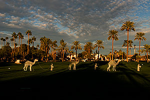 Camel caravan and Palm Trees by Mesa Arizona Temple