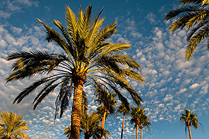 Palm Trees by Mesa Arizona Temple