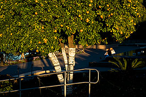 People and Orange tree by Mesa Arizona Temple