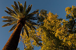 Palm Trees and trees at Mesa Arizona Temple Garden
