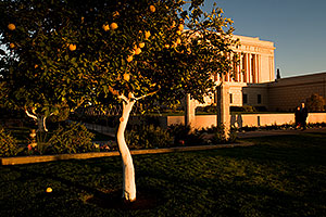 Orange tree by Mesa Arizona Temple