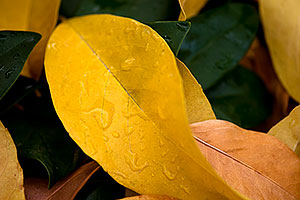 Water droplets on leaves -- Fall Colors in Tempe