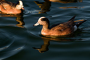 American Wigeon [males] at Freestone Park