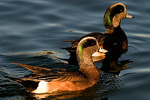 American Wigeons [males] at Freestone Park