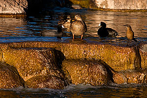 Mallard Ducks [female, center] and Great-tailed Grackle [right] at Freestone Park