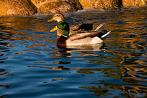 Mallard Duck couple [male in front] at Freestone Park