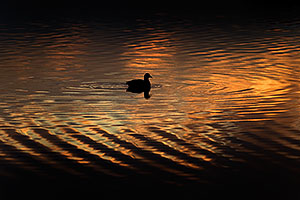 American Coot in the first light at Riparian Preserve