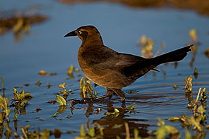 Great-tailed Grackle [female] at Riparian Preserve