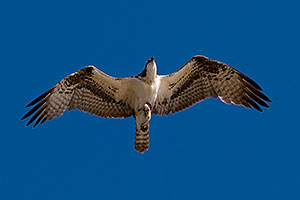 Osprey in flight at Riparian Preserve