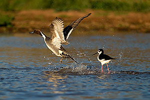 Northern Pintail chased by territorial Black Necked Stilt at Riparian Preserve